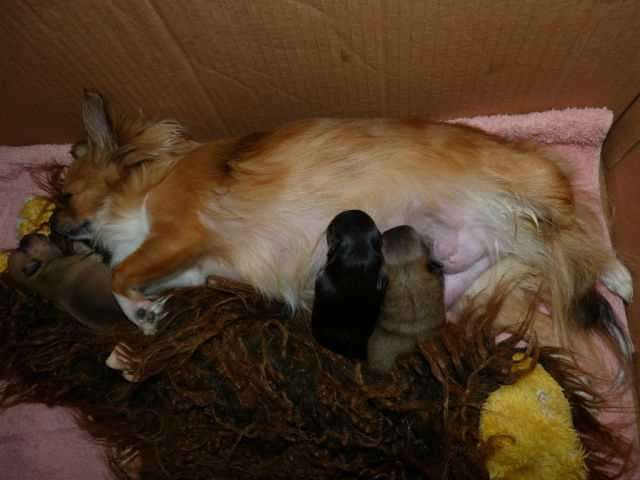 Chihuahuawelpe (Hündin)